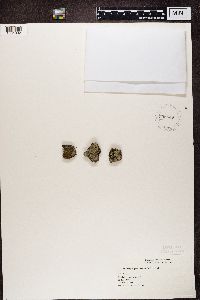 Trapeliopsis granulosa image
