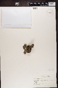 Physconia grisea image