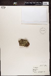 Parmelia sulcata image