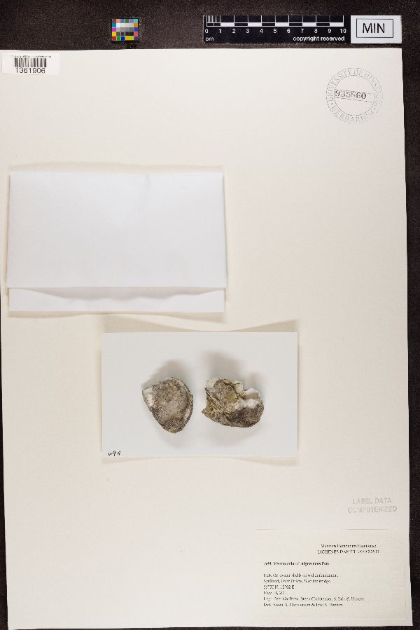 Verrucaria nigrescens image