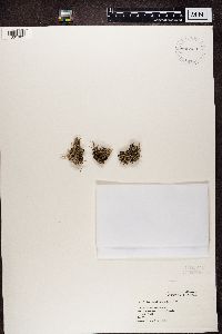 Cladonia rangiferina image
