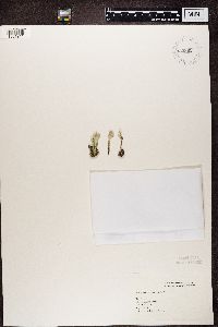 Cladonia fimbriata image