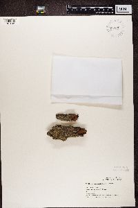 Hypocenomyce scalaris image