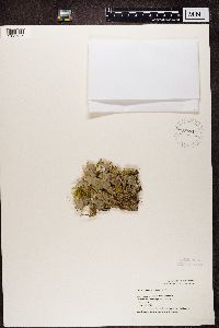 Peltigera membranacea image