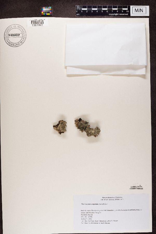 Lecanora argentata image