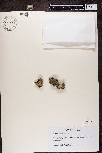 Media resource of Lecanora argentata