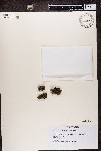 Amandinea punctata image