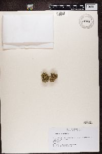 Ramalina fastigiata image