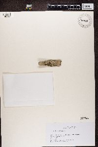 Phlyctis argena image