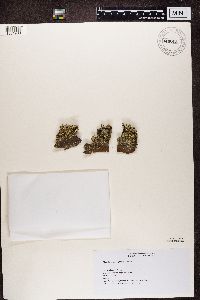 Cladonia digitata image