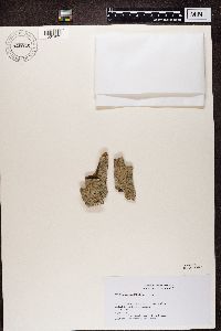 Cliostomum griffithii image