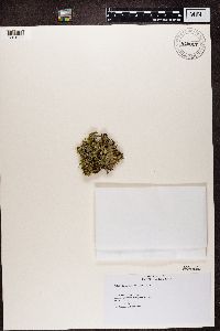 Peltigera hymenina image