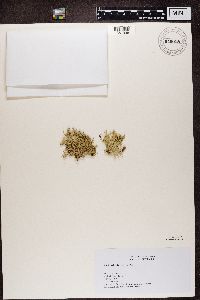 Ramalina farinacea image