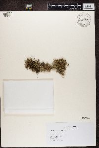 Cladonia furcata image