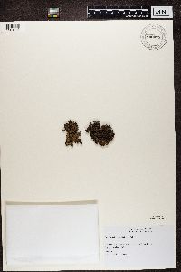 Parmelia omphalodes image