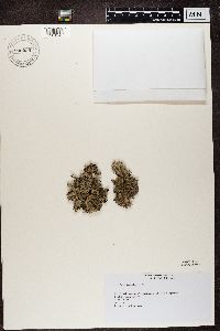 Parmelia saxatilis image