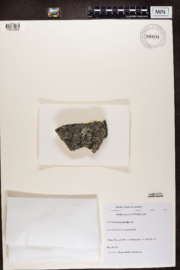 Verrucaria muralis image