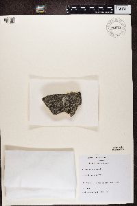 Media resource of Verrucaria muralis