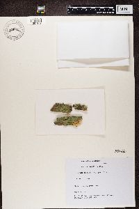 Trapeliopsis flexuosa image