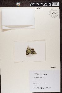 Parmeliopsis ambigua image