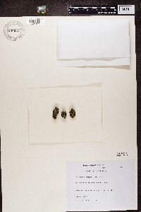 Cladonia caespiticia image