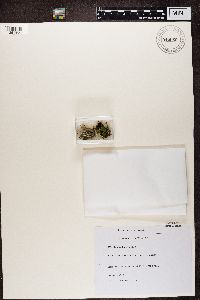 Cladonia fimbriata image