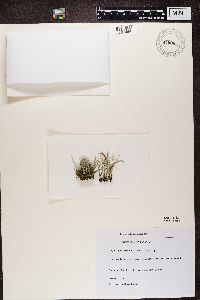 Cladonia subulata image