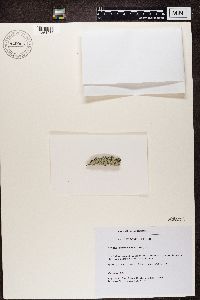 Hypogymnia tubulosa image