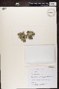 Hypogymnia physodes image