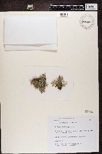 Pseudevernia furfuracea image