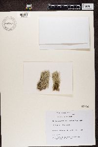 Cladonia ciliata var. tenuis image