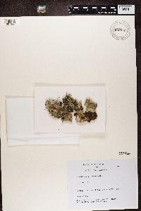 Peltigera rufescens image