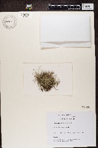 Cladonia furcata image