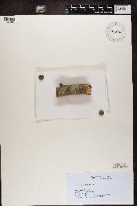 Lecanora chlarotera image