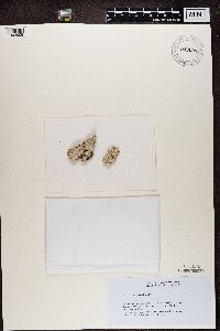 Lecanora chlarotera image