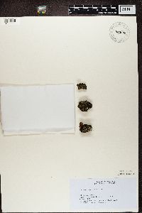 Cladonia coniocraea image