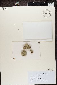 Lecanactis abietina image