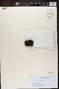 Peltigera didactyla image