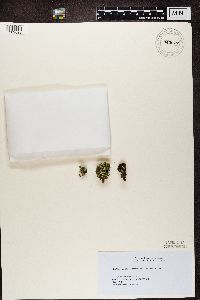 Cladonia chlorophaea image