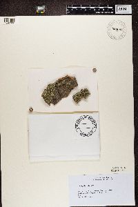 Physcia tenella image