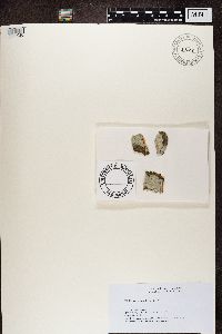 Phlyctis argena image