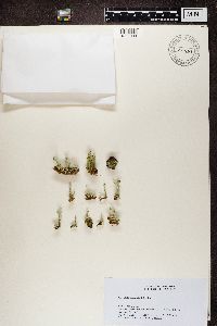 Cladonia digitata image