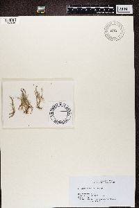 Cladonia scabriuscula image