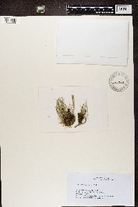 Cladonia gracilis image