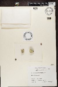 Arctoparmelia centrifuga image