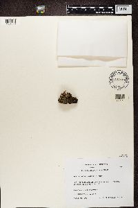 Cladonia pyxidata image