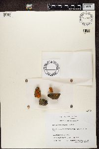 Rusavskia elegans image