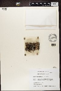 Peltigera rufescens image
