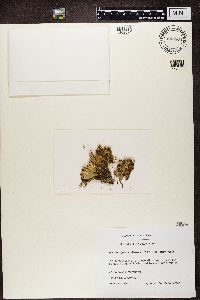 Peltigera aphthosa image