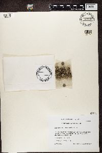 Psora decipiens image
